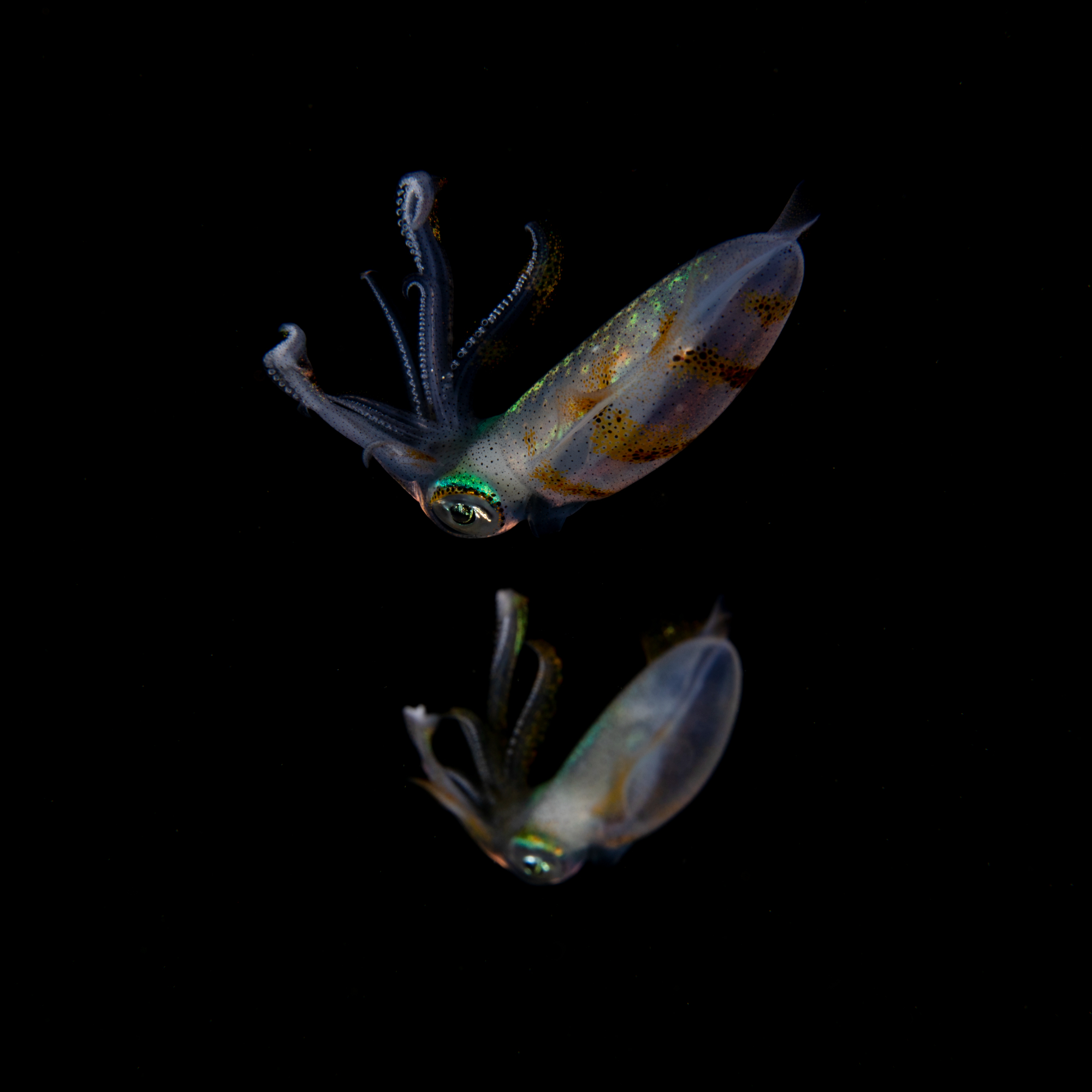 Squids in blackwater, Anilao Philippines